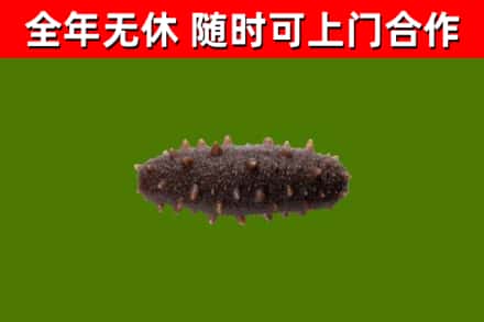 新乡市烟酒回收干海参.jpg